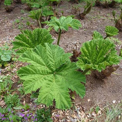 Barota rukávovitá Gunnera manicata semena baroty 6 ks