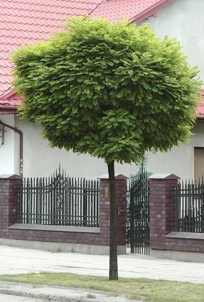 Akáciová Robinia UMBRACULIFERA 180 cm V KVĚTINÁČI Druh rostliny ostatní