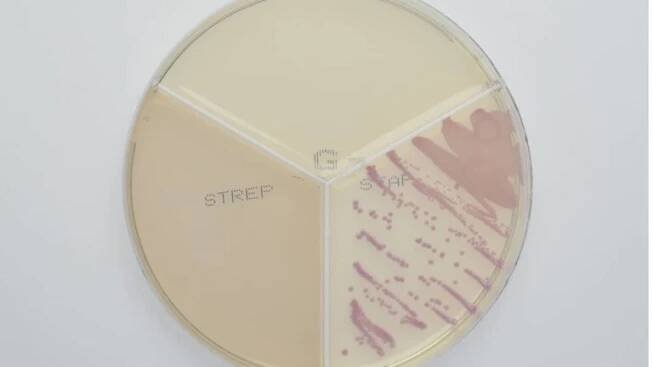 Staphylococcus aureus - ClearMilkTest 