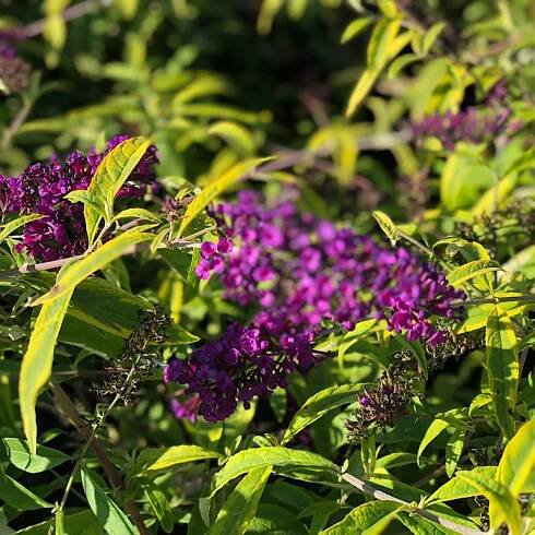 Komule Davidova / Buddleja davidii ‘Santana’
