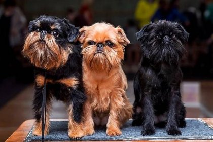 Griffon pes (99 fotografií): popis plemen. Jak vypadají mini štěňata psů? Jak dlouho žijí trpaslíci a jiní grifonci? 