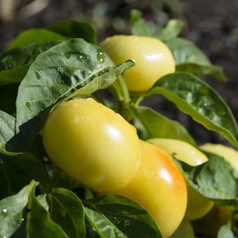Rajčatová paprika Nagykuti - Capsicum annuum - semena - 7 ks