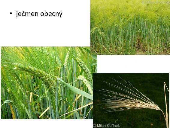 PPT - čeleď LIPNICOVITÉ obilniny, trávy stéblo (duté, s kolénky ...