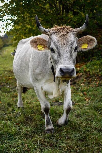 bezplatná Základová fotografie zdarma na téma bos taurus, býložravec, čelní pohled Základová fotografie