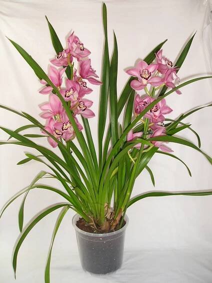 Vše o orchideji Cymbidium - tropické květině pro začínající květinářství