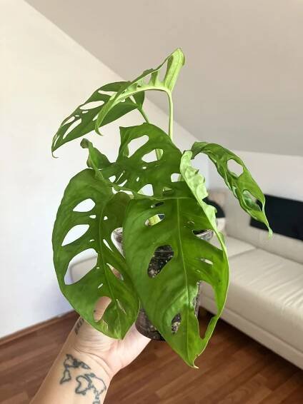 Monstera monkey mask