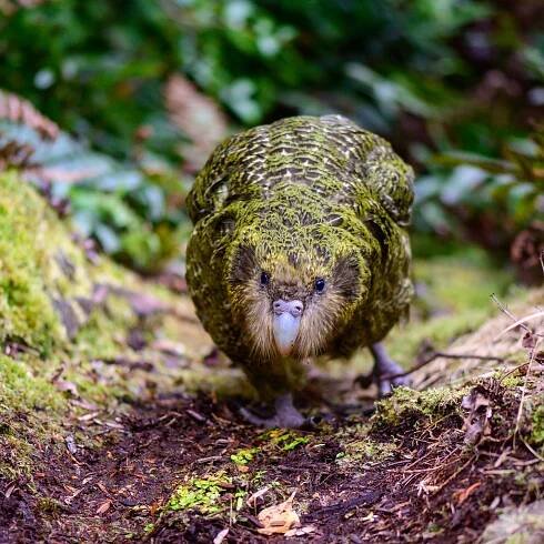 New Zealand's Massive Green Parrots Have Narrowly Avoided Extinction. But Many of Their Parasites Did Not Survive