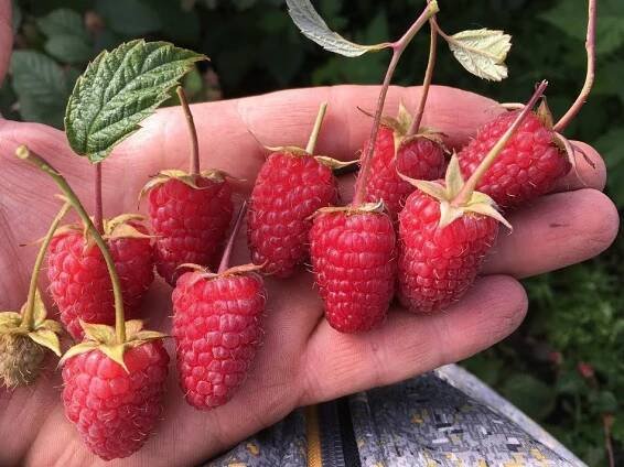 Raspberry Raspberry ridge: popis odrůdy, výsadba a péče, recenze