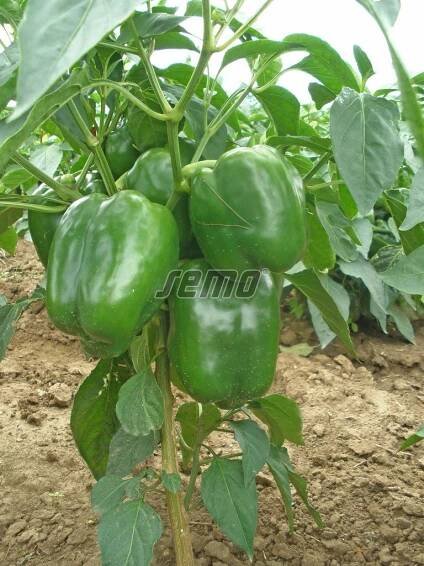 PROFI, Zelenina SEMO - Paprika roční Rubika F1, p2533
