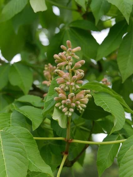 Aesculus ×mutabilis 'Induta' | jírovec proměnlivý 'Induta' - Van den Berk školky