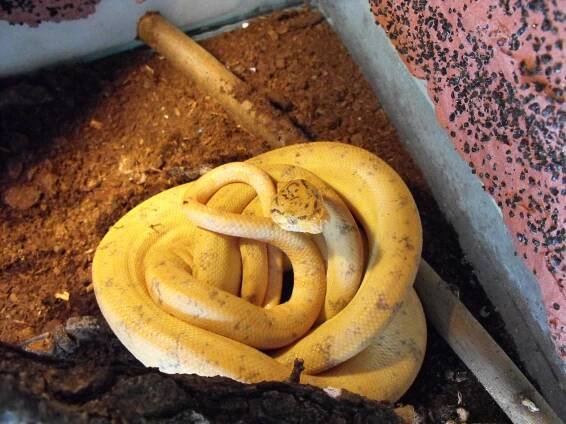 Pochlubte se - Psohlavci (Corallus) - poradna.net