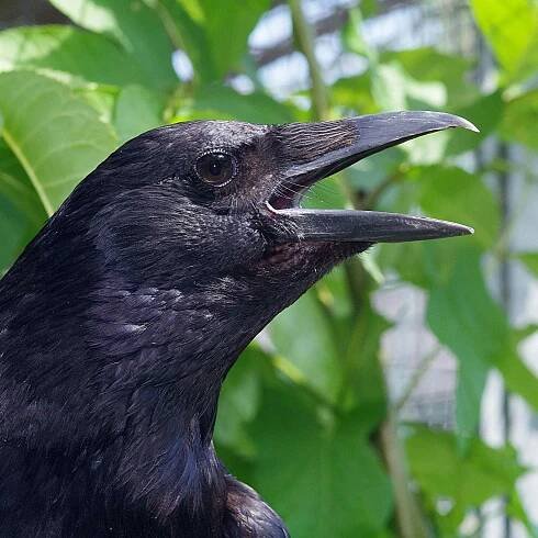 A crow with its beak wide open
