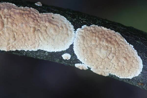 Corticium