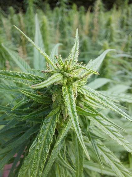 Čaj KVĚT KONOPÍ CBG + CBD sada! za 285.00CZK - Allegro