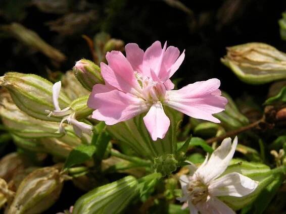 Silenka převislá - Silene pendula
