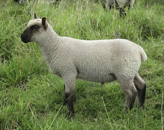Filleta's ewe