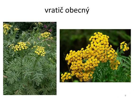 vratič obecný 