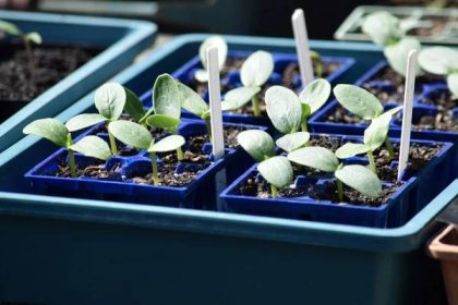 Sazenice okurek: Vyhněte se chybám při jejich pěstování a získejte zdravé rostliny