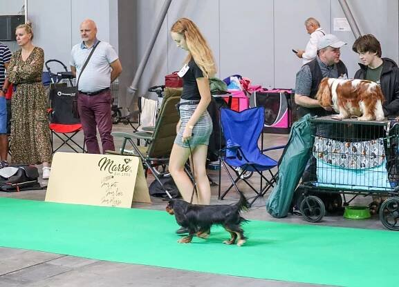 Trio CACIB Praha - Od Majavelu | Kavalír King Charles španěl