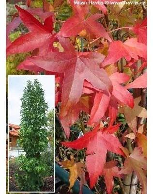 ambroň západní 'SLENDER SILHOUETTE' (Liquidambar styraciflua)