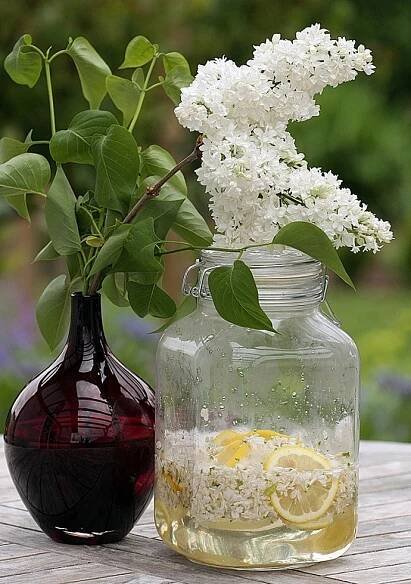 Recept na šeříkový sirup – Príma receptář.cz