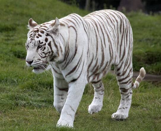 okrasa birmingemské ZOO