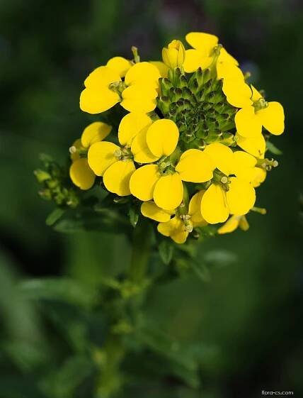 Atlas: erysimum odoratum 1