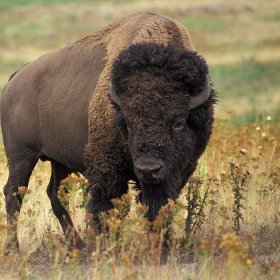 American bison (Bison bison) also known as buffalo or plains buffalo on the prairie, western U.S.