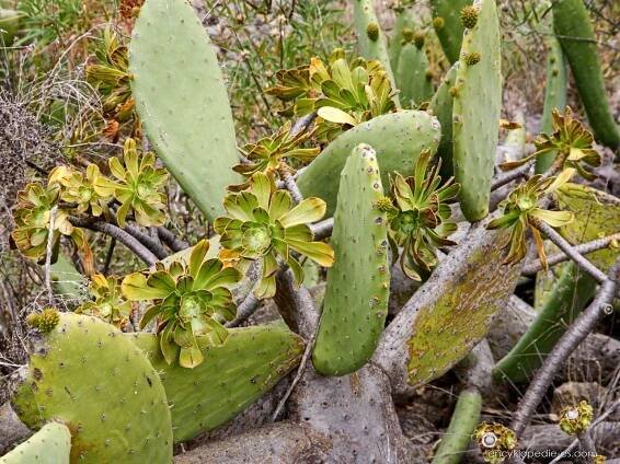 Opuncie mexická (Opuntia ficus indica)