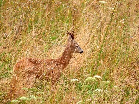 Myslivecká mluva - srnec obecný (Capreolus capreolus) - Kdelovit.cz 