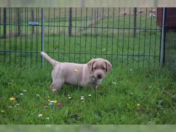 Labradorský retrívr - štěnata  bez PP - foto 4