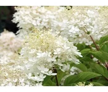 Hortenzie latnatá 'Phantom' Balení: kontejner C3