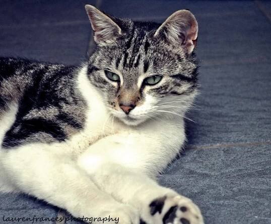Cat: Ellie
Owner: Lauren
Appearance: C
Ellie is a tabby cat, she is quite petite and has a white chest.
Sociability: C
Ellie is outdoors quite a lot, and does either hang around with the neighbours or fights with them, unlike my other...
