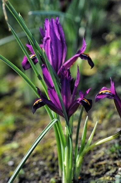 Kosatec síťkovaný (Iris reticulata)