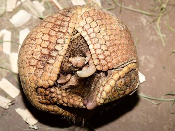 Pásovec na Sv. Kopečku. Olomoucká zoo představila novinku