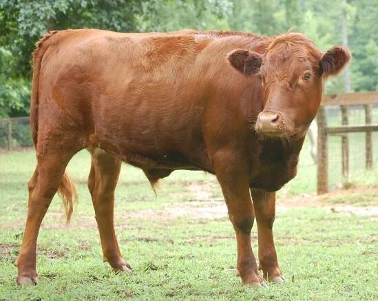 Irish Dexter Cattle
