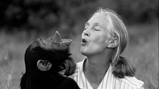 Zemřela Jane Goodallová (†91). Světoznámá vědkyně zasvětila život šimpanzům