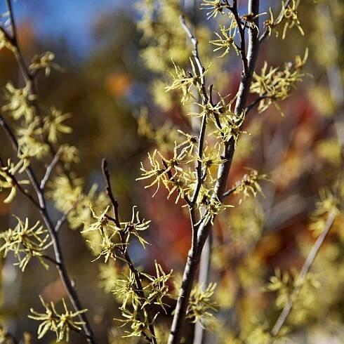 Common witch hazel