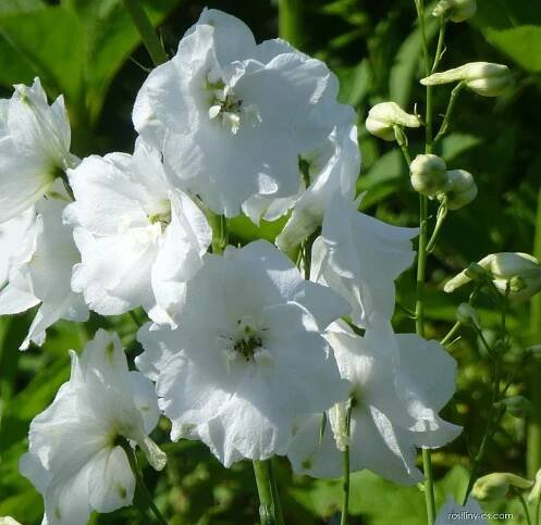 Stračka Galahad (Delphinium)