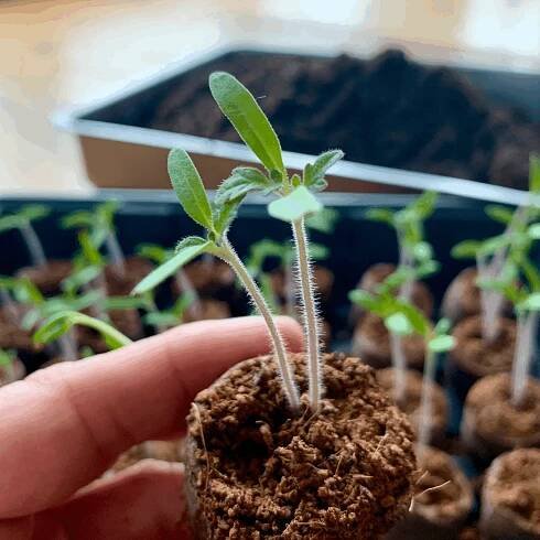 Jak na “pikýrování” rajčat… 🍅