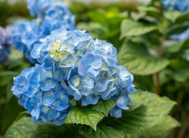 bigleaf hydrangea with blue colored blooms
