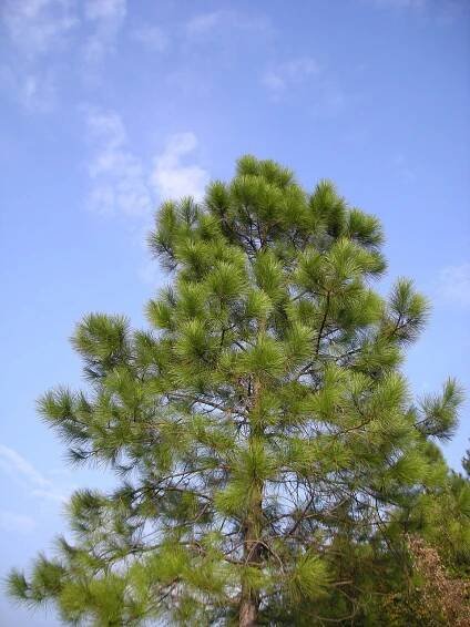 Pinus massoniana – Wikipedia
