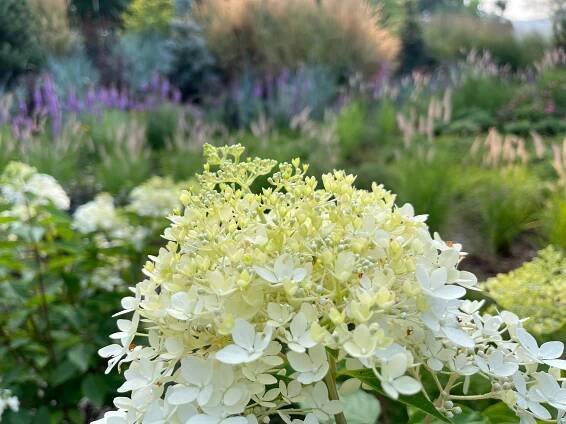 Hydrangea paniculata 'Phantom'