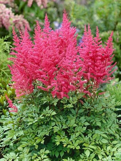 Astilbe arendsii ´Bella´ , Čechrava růžová, C1