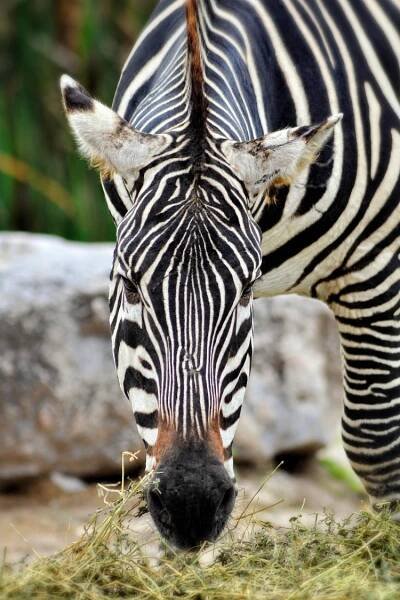 Zebra Bar Code