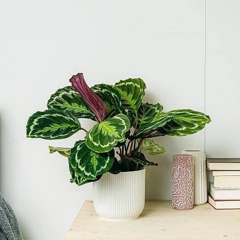 Calathea Medallion - Svěží zeleň picture 3