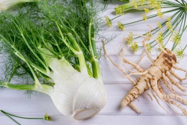 Prodej Fenykl Obyčejný Kořen (Common Fennel Root) ve velkém od výrobce za nejlepší ceny