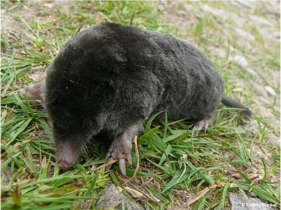 Talpa europaea - krtek obecný | Talpidae - krtkovití | Natura Bohemica