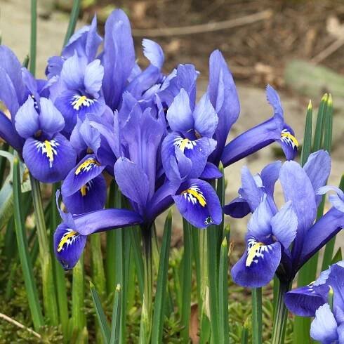 Směs nízkých kosatců - Iris reticulata - cibuloviny - 5 ks