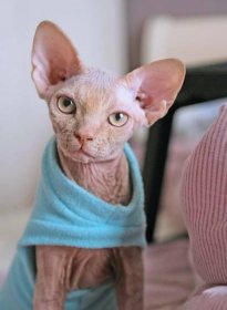 The Sphynx Cat: A Unique and Lovable Companion